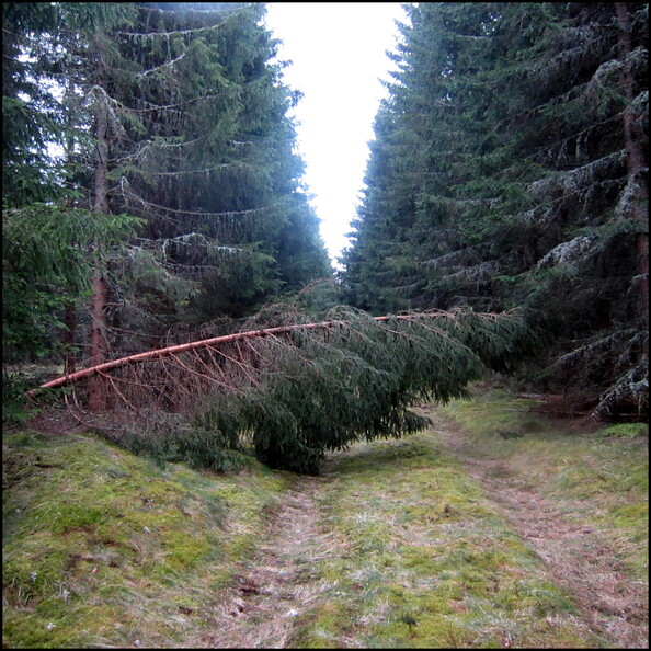 balade-du-lundi-sous-la-pluie-aux-bois-du-ch_13954604874_o.jpg