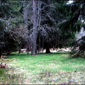 jeudi-aprs-midi-14-avril-au-bois-des-fraux 14016638713 o