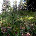 jeudi-aprs-midi-14-avril-au-bois-des-fraux 14016478523 o