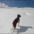28-mars-2014---prat-de-bouc-iris 13800243214 o