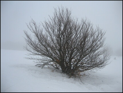 dana-hilliot---dans-la-tourmente-en-margeride 3319742432 o