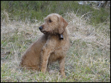 le-chien-perdu-dans-le-bois-des-fraux 8374370782 o