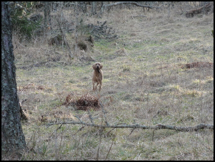 le-chien-perdu-dans-le-bois-des-fraux 8374376146 o