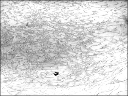 28-mars-2014---prat-de-bouc-iris 13800247783 o