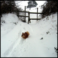 dana-hilliot---lexpdition-polaire 4260134684 o