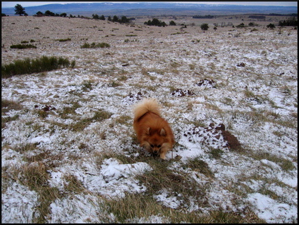 dana-hilliot---my-new-friend--mon-nouveau-poto 4245044902 o