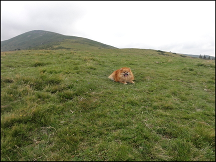 dh---la-molde 7667475420 o