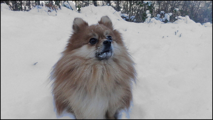 dh--capou--brrrrrrr 6812745145 o