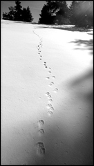 dh---lescure 6777948254 o