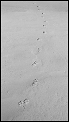 dh---lescure 6777949822 o