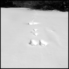 dh---lescure 6924073077 o