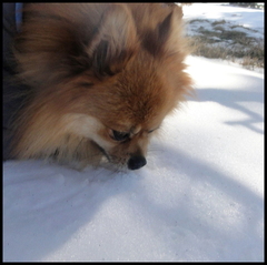 dh---lescure 6777961842 o