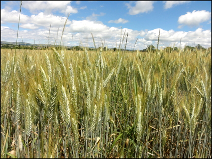 dh---planeze 7555910558 o