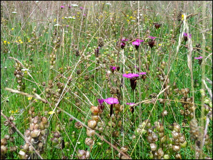 dh---planeze 7555925770 o