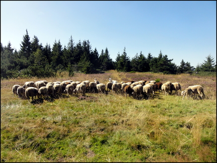 dh---lucien-et-son-troupeau 7760765210 o