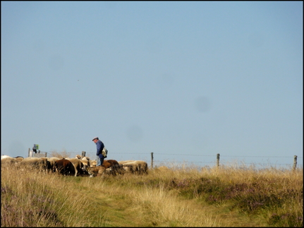 dh---lucien-et-son-troupeau 7760792766 o