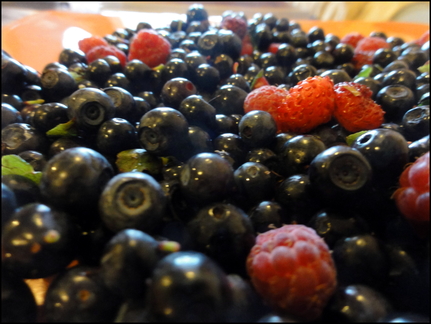 dh---cueillette-de-myrtilles-en-margeride-et-tant-qu-faire-quelques-framboises-et-fraises-des-bois 7760821876 o