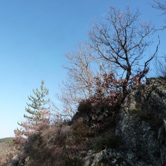 Margeride