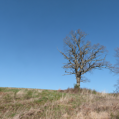 plateau de Pont-Haut