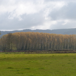 Dore&Allier à Puy-Guillaume