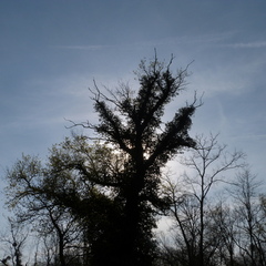 P1090779