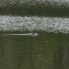 P1100145