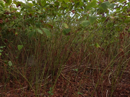 P1140275